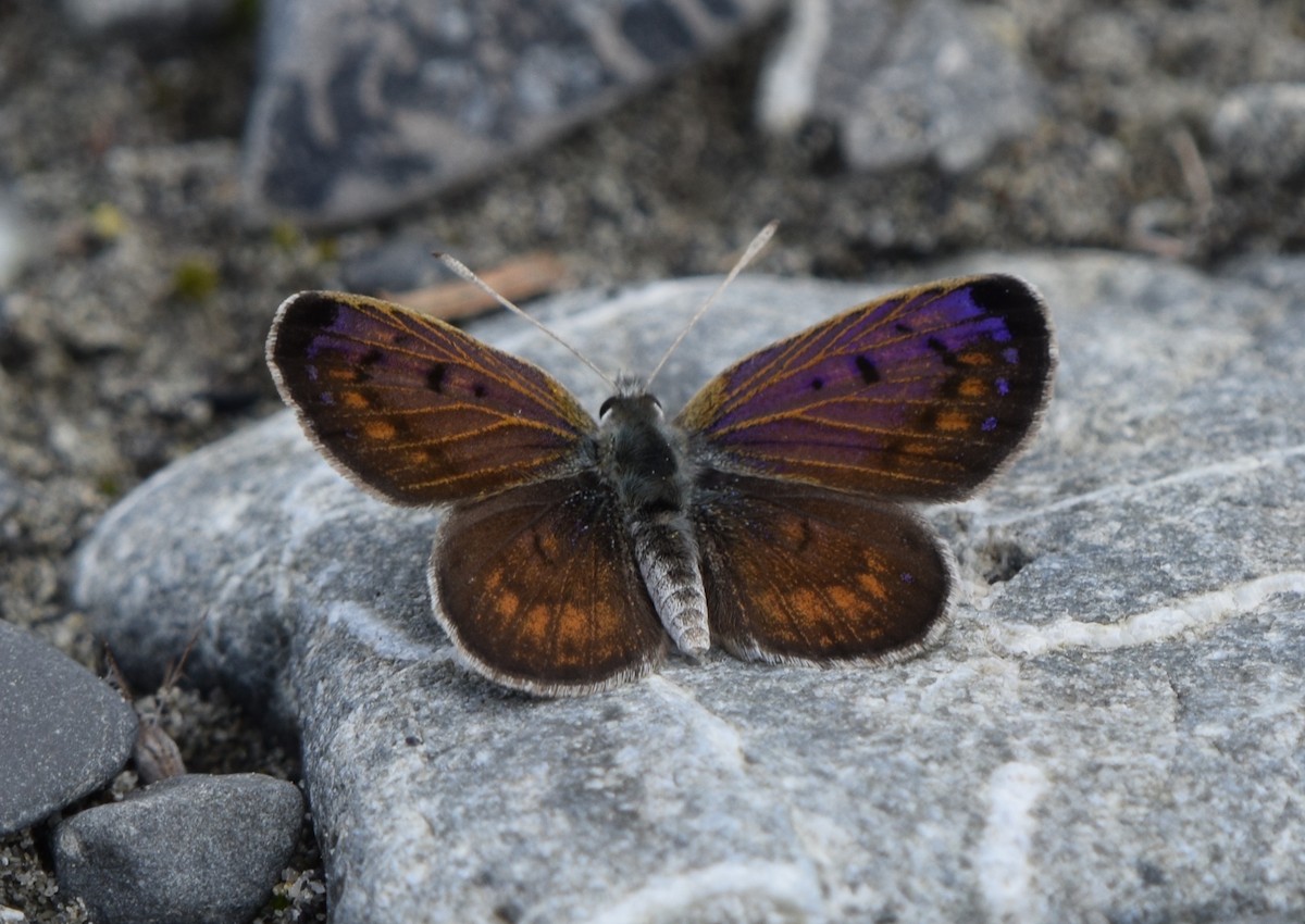 Lycaena butterflies - ML646478097