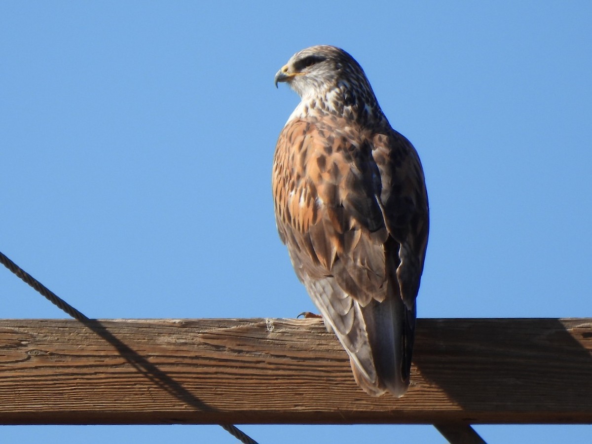 Ferruginous Hawk - ML646478098