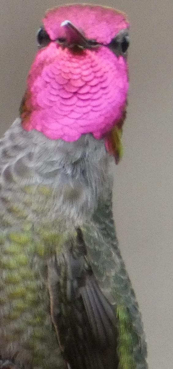 kalypta růžovohlavá - ML646478101