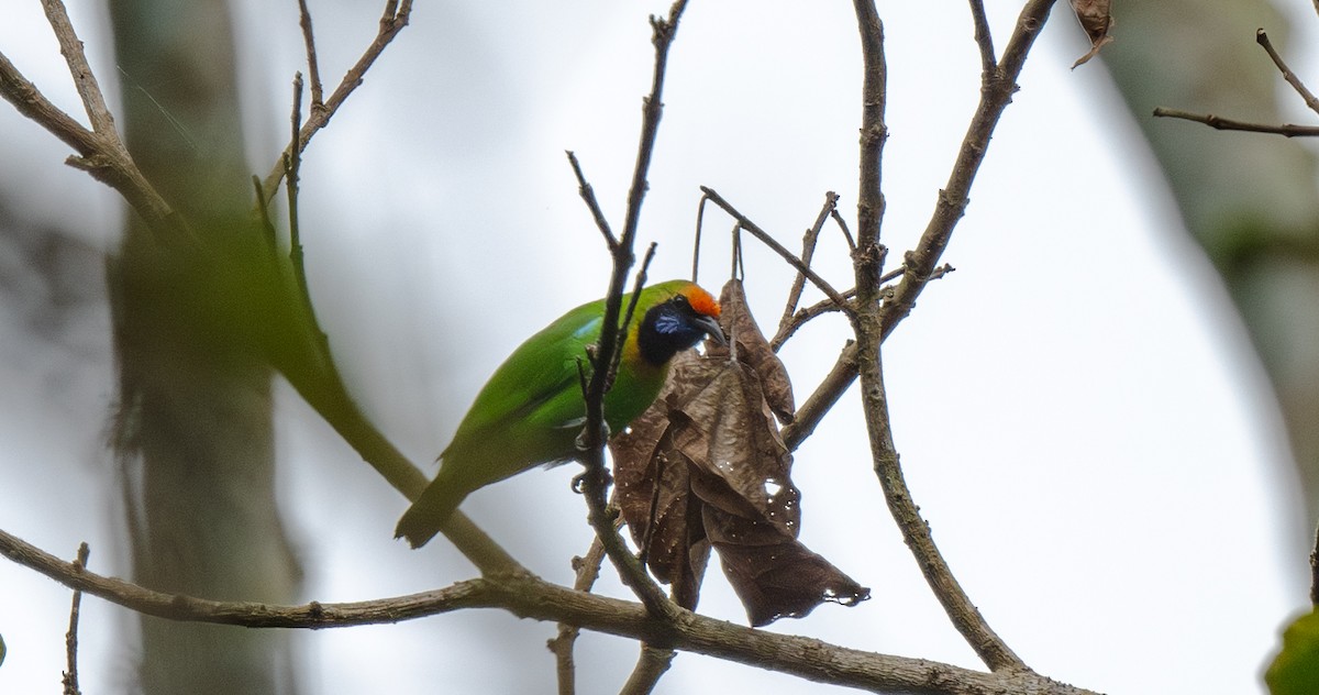 Golden-fronted Leafbird - ML646478102