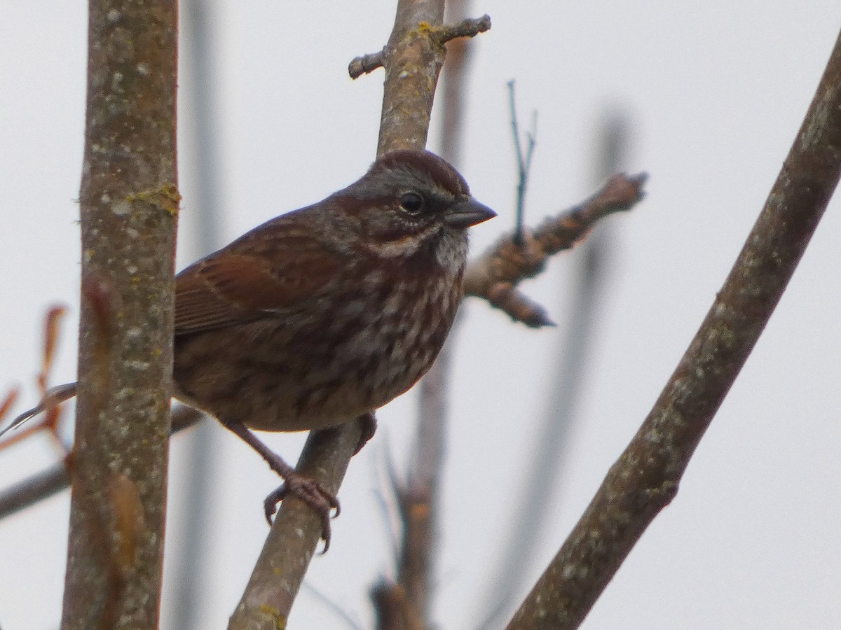 Певчая овсянка - ML646478105