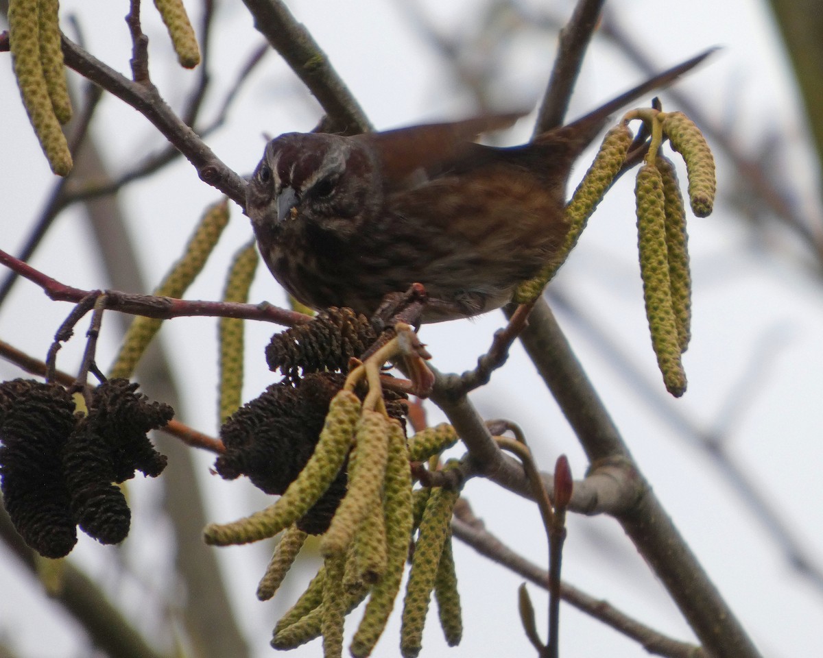 Певчая овсянка - ML646478108