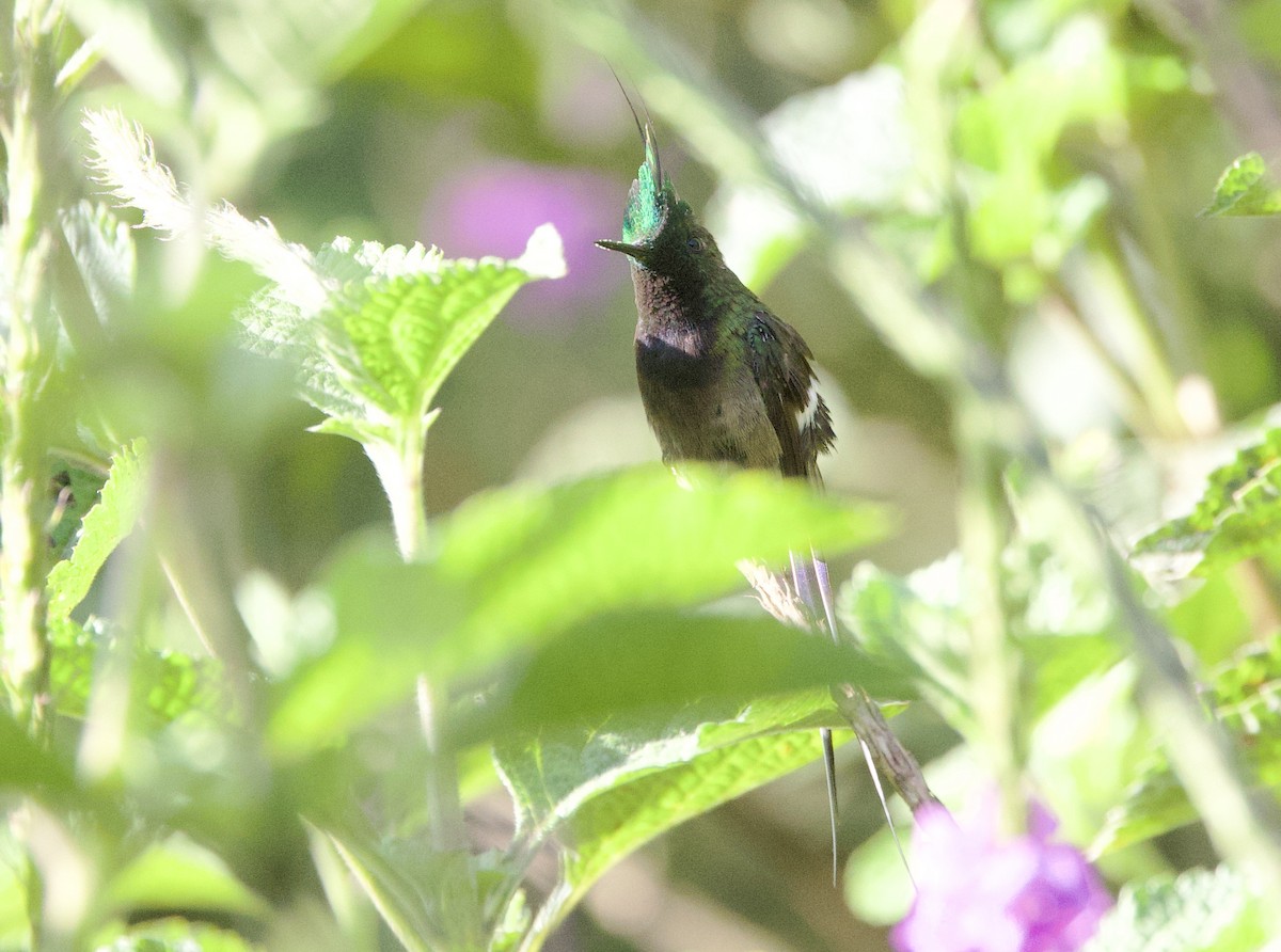 Tepeli Telkuyruk - ML646478116