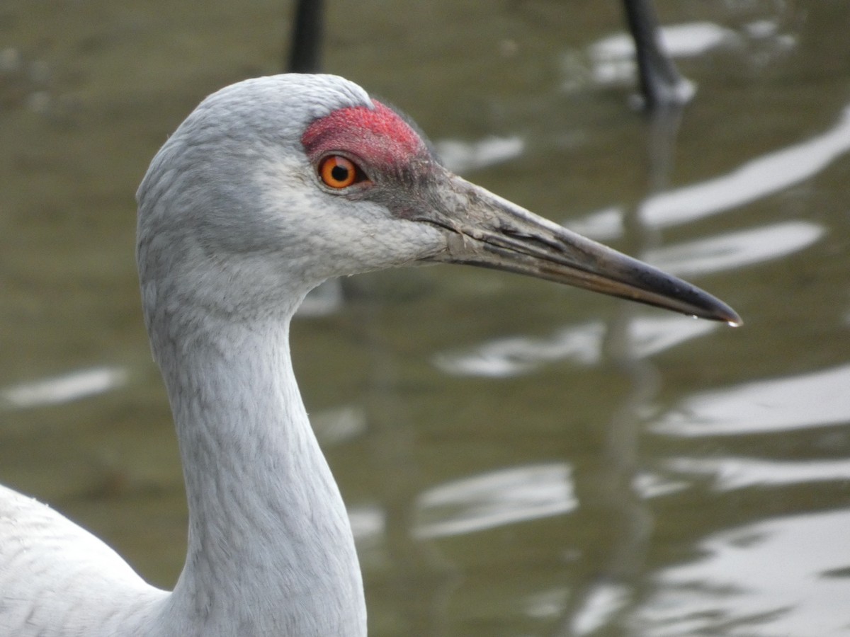 jeřáb kanadský - ML646478118