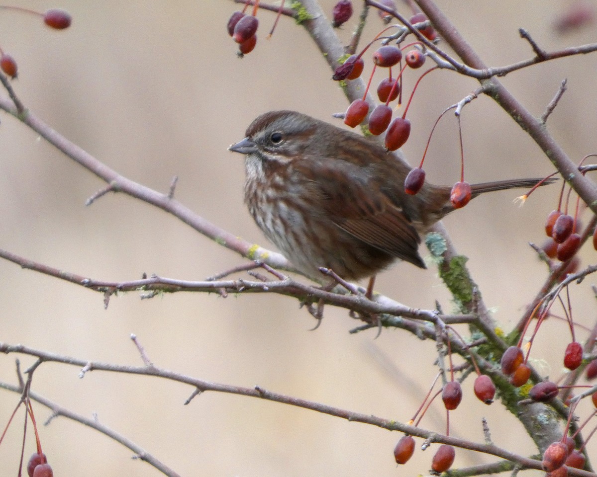 Певчая овсянка - ML646478124