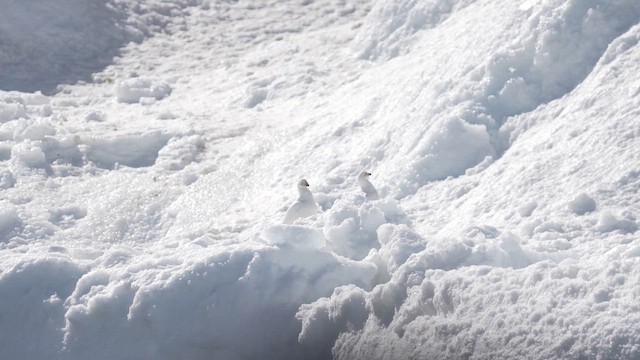 Snowy Sheathbill - ML646478130