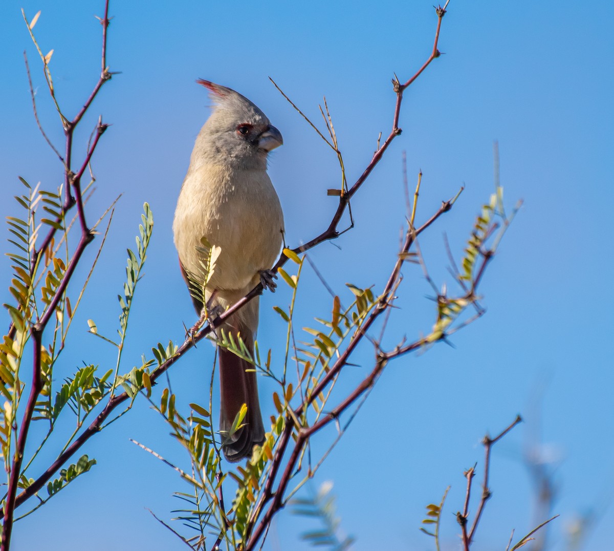 Pyrrhuloxia - ML646478131