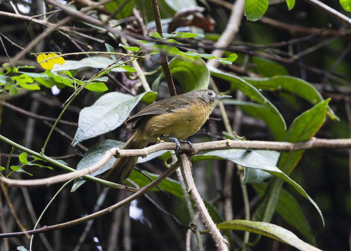 Rio de Janeiro Antbird - ML646478132