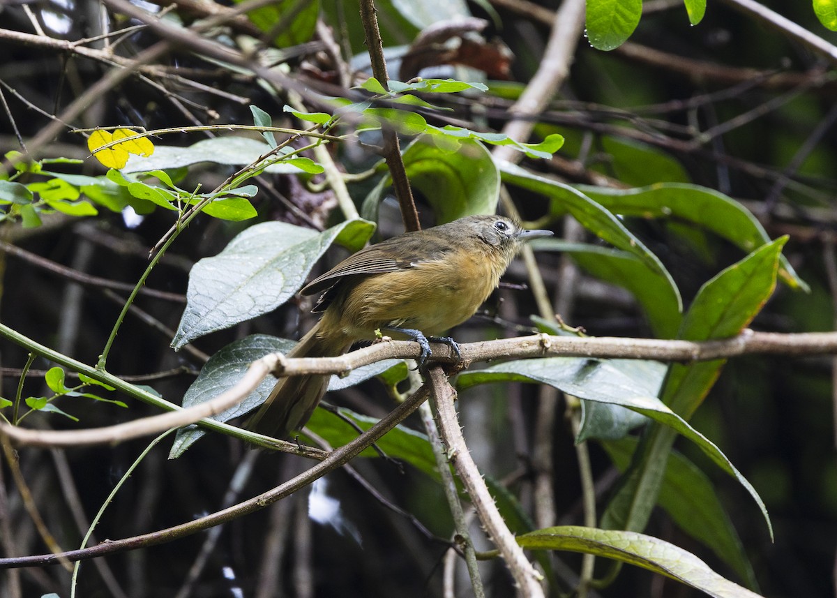 Rio de Janeiro Antbird - ML646478133