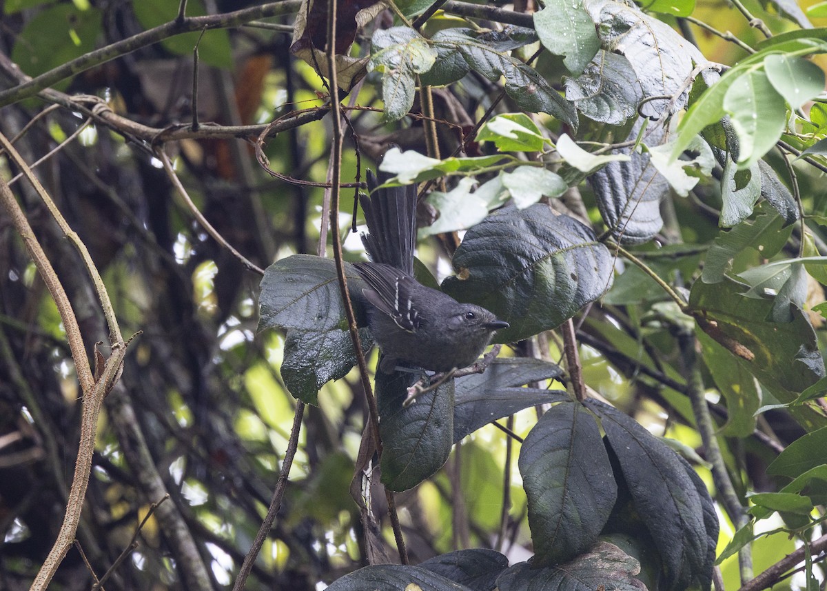 Rio de Janeiro Antbird - ML646478134