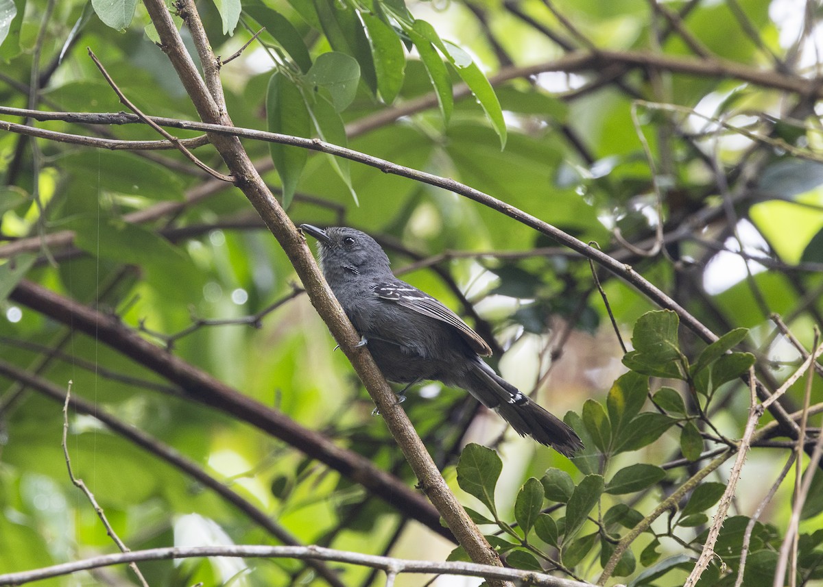 Rio de Janeiro Antbird - ML646478135