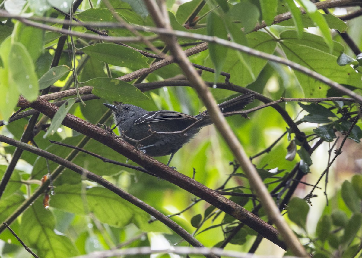 Rio de Janeiro Antbird - ML646478136