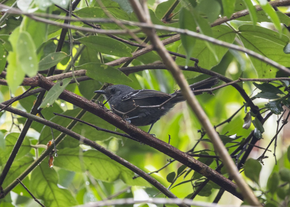 Rio de Janeiro Antbird - ML646478137