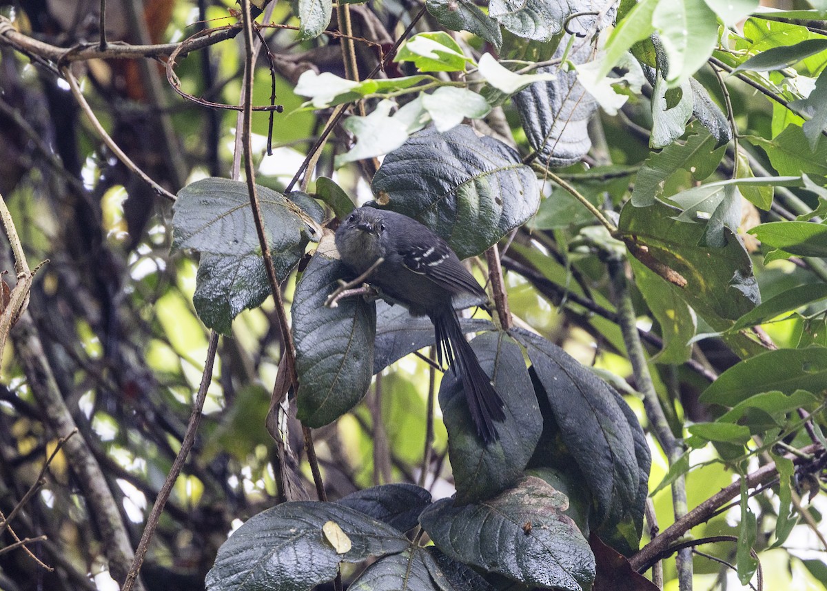 Rio de Janeiro Antbird - ML646478138