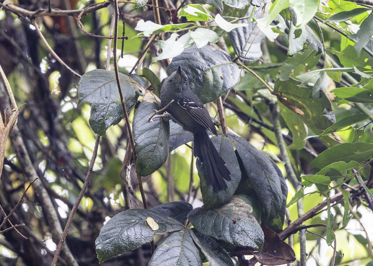 Rio de Janeiro Antbird - ML646478139