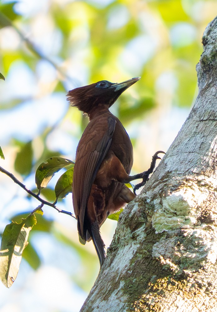 Chestnut Woodpecker - ML646478140
