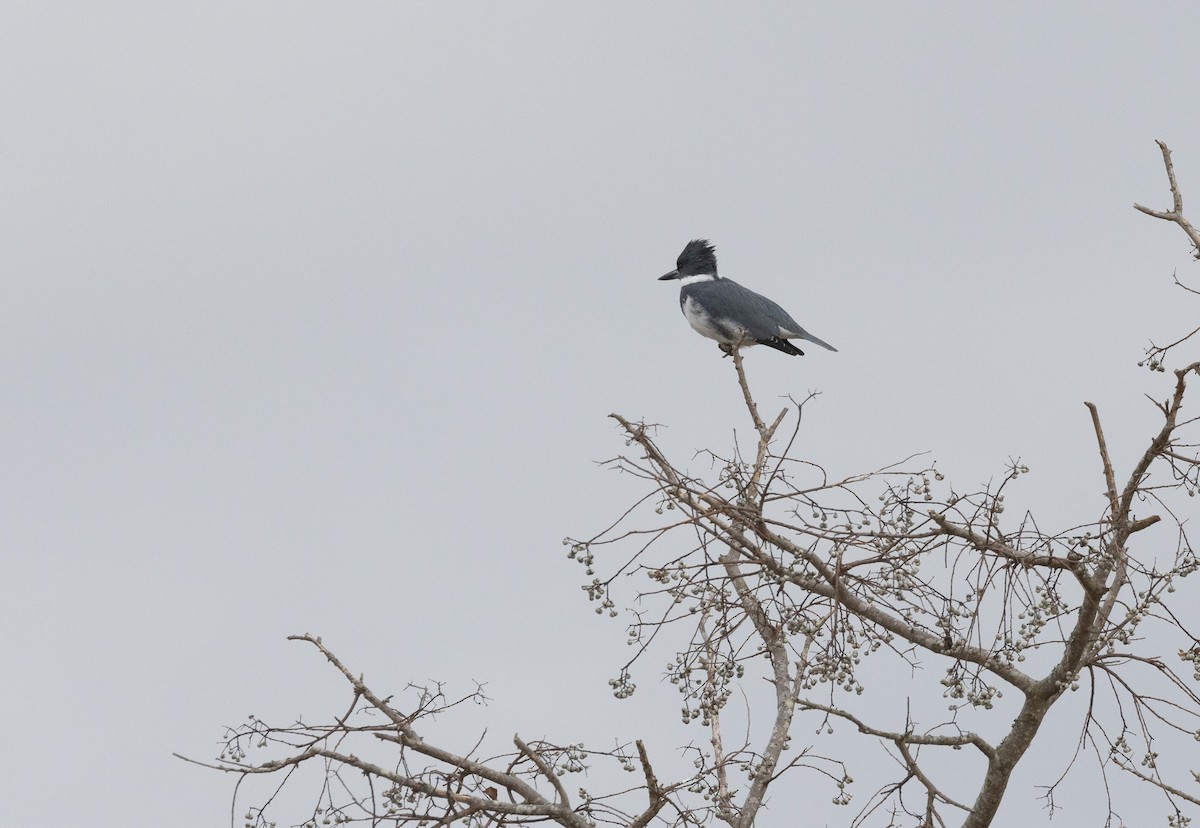 Belted Kingfisher - ML646478150