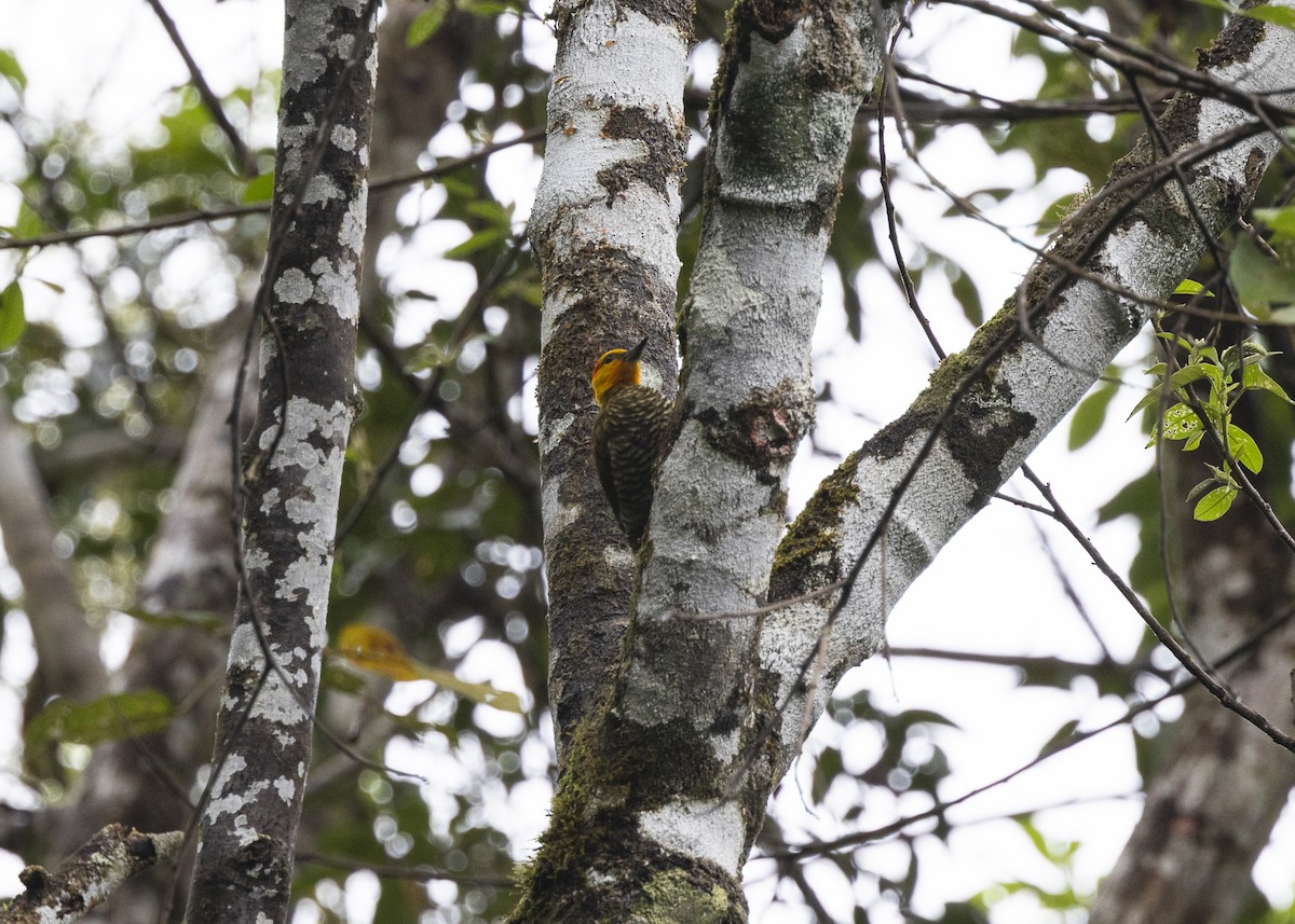 datel žlutolící - ML646478151