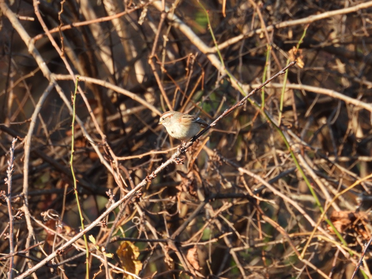 American Tree Sparrow - ML646478152
