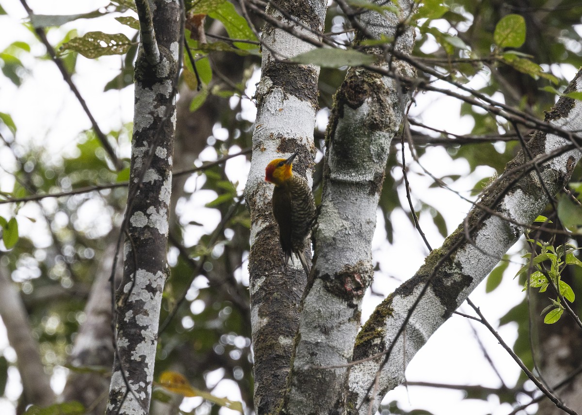 datel žlutolící - ML646478153