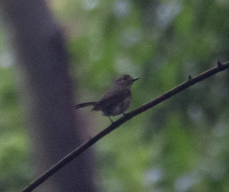 Hainan Blue Flycatcher - ML646478155