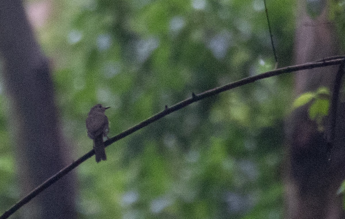 Hainan Blue Flycatcher - ML646478156