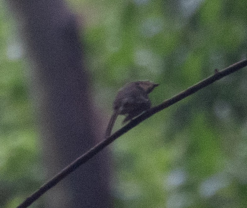 Hainan Blue Flycatcher - ML646478157