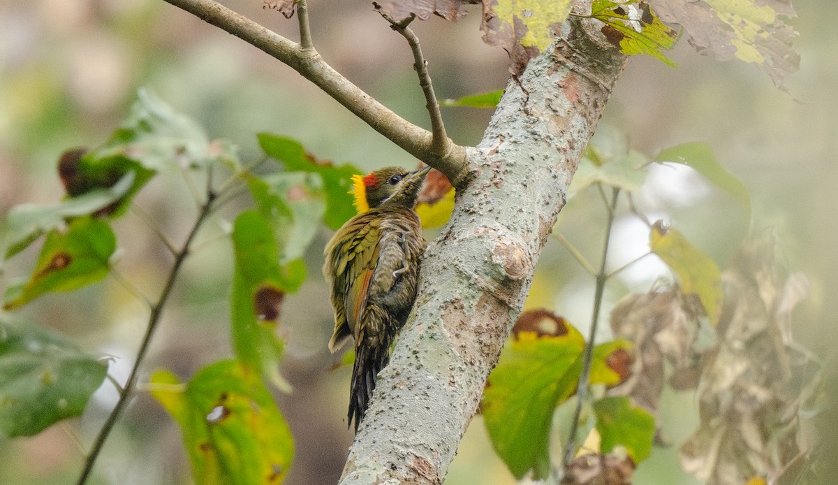 Жовна мала - ML646478160