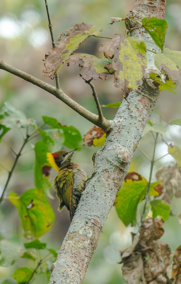 Жовна мала - ML646478161