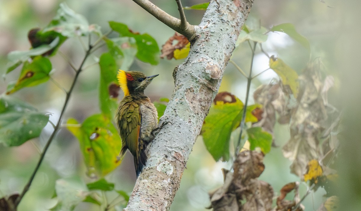 Жовна мала - ML646478162