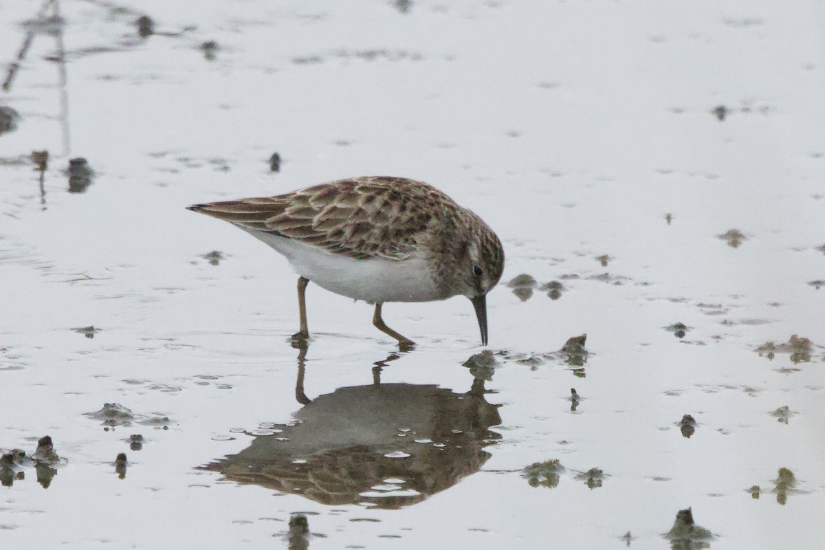 Least Sandpiper - ML646478164