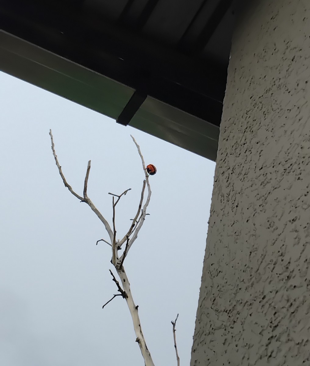 Southern Red Bishop - ML646478165