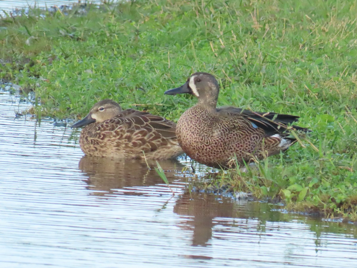 Blue-winged Teal - ML646478167