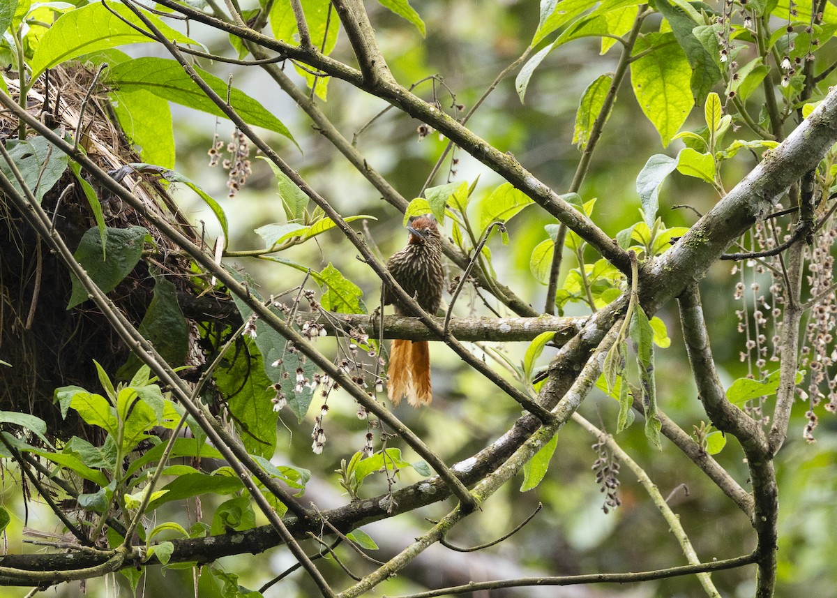 Striated Softtail - ML646478169