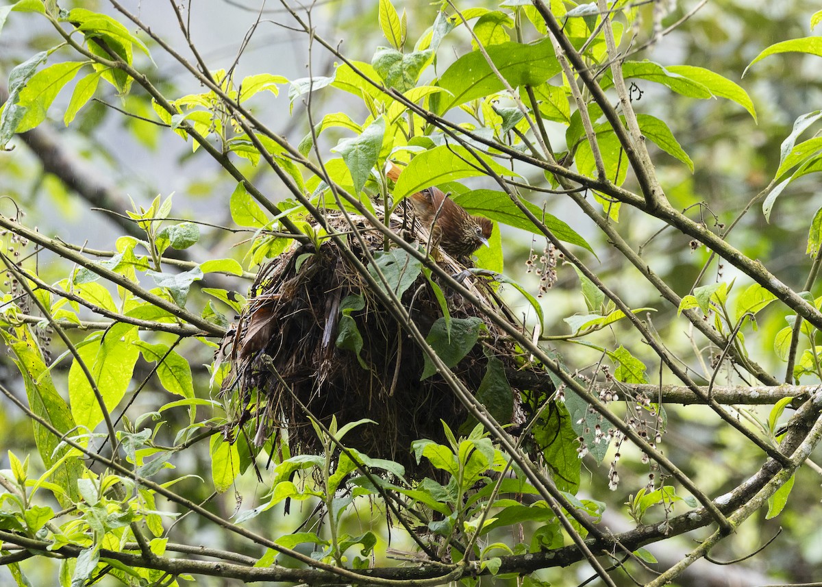 Striated Softtail - ML646478171