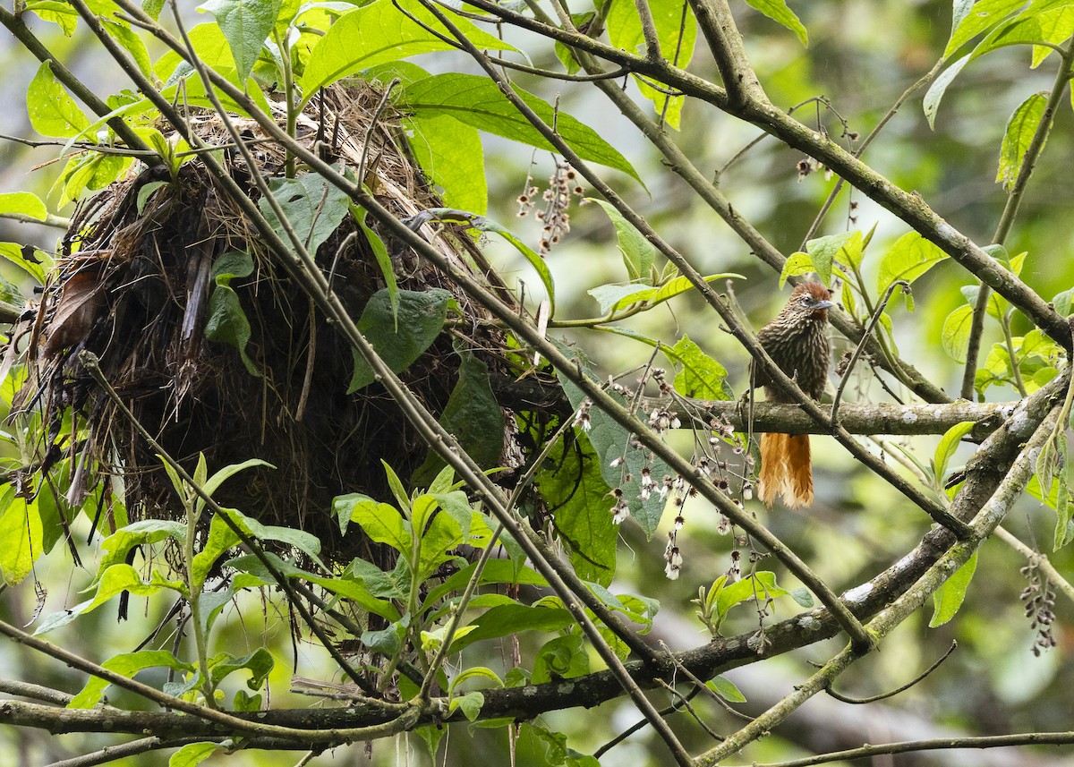 Striated Softtail - ML646478172