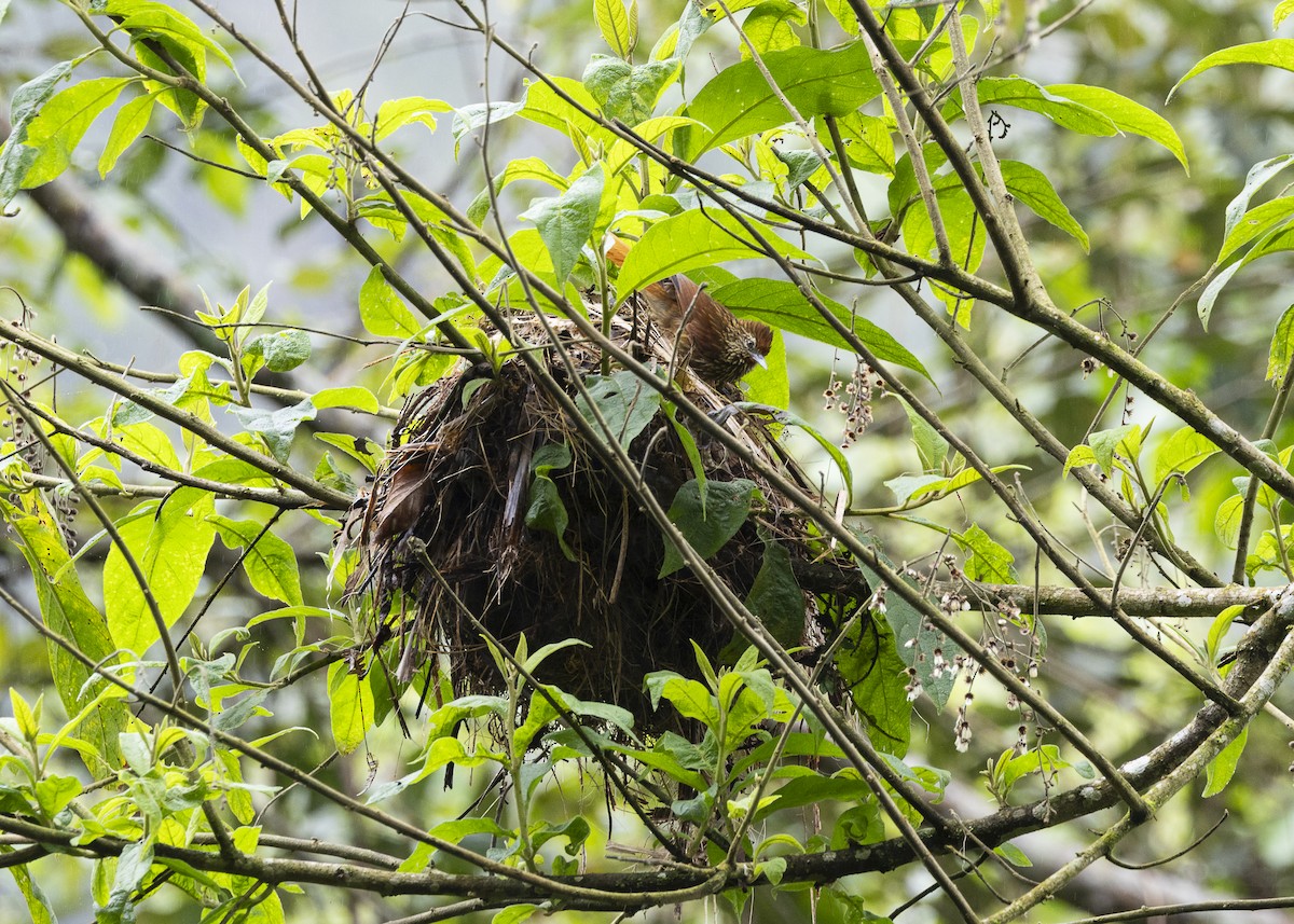 Striated Softtail - ML646478173