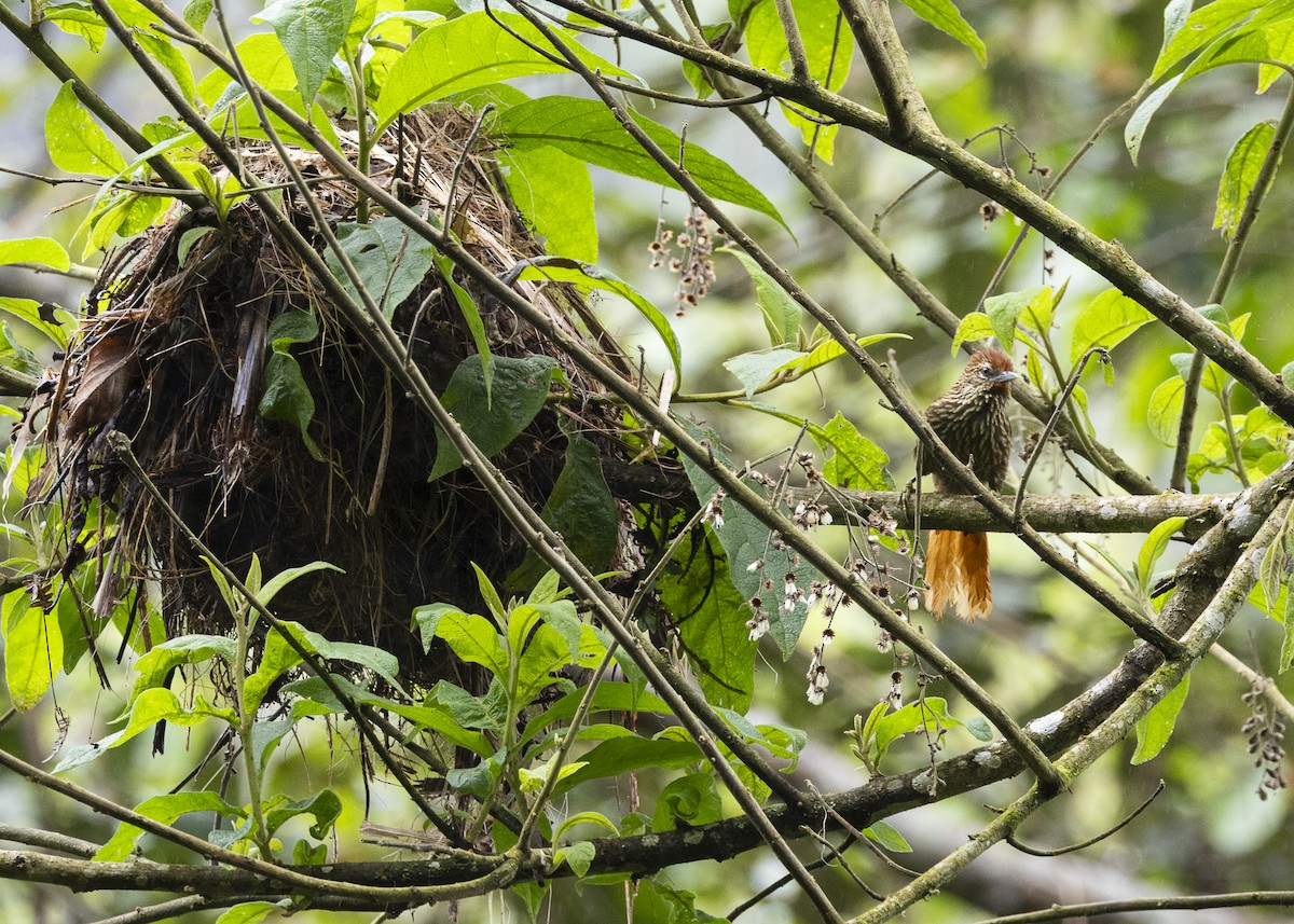 Striated Softtail - ML646478174