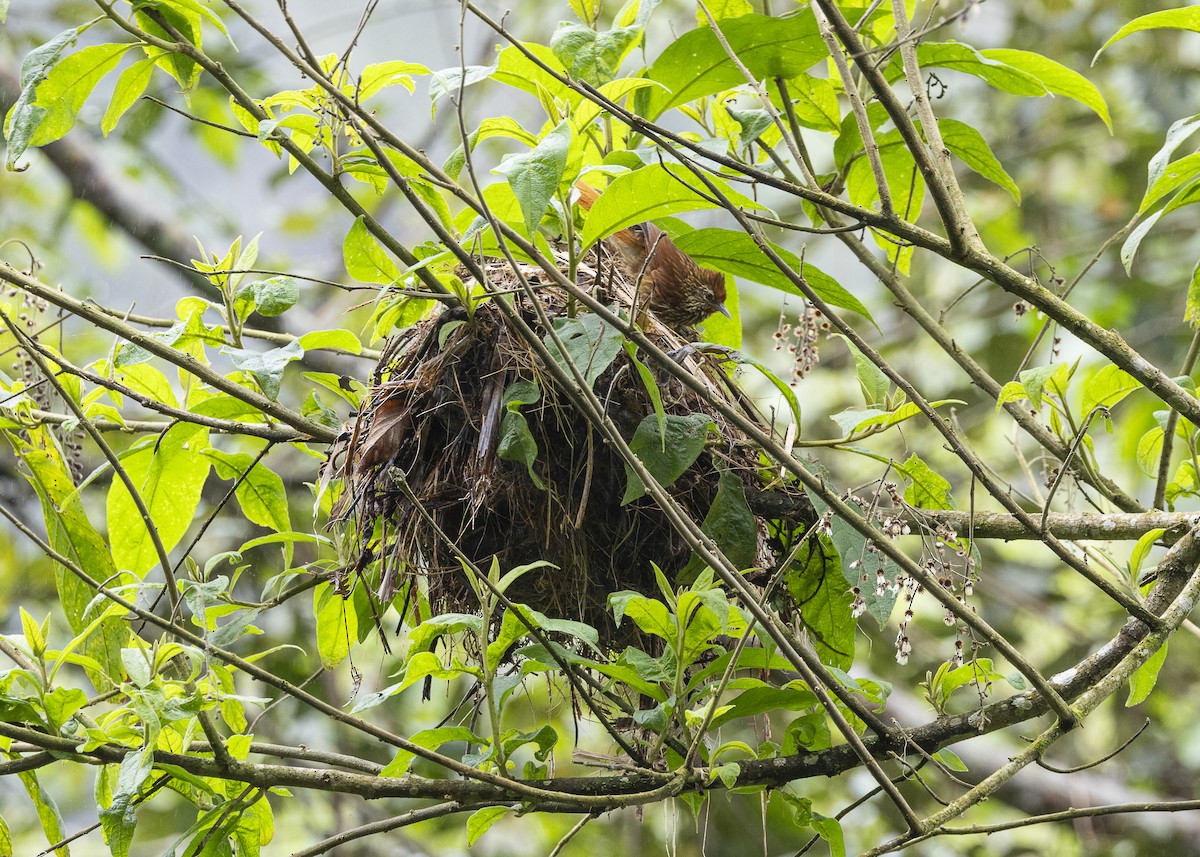 Striated Softtail - ML646478175