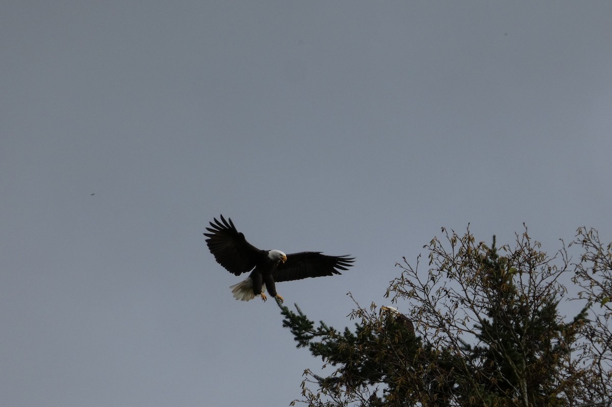 orel bělohlavý - ML646478176