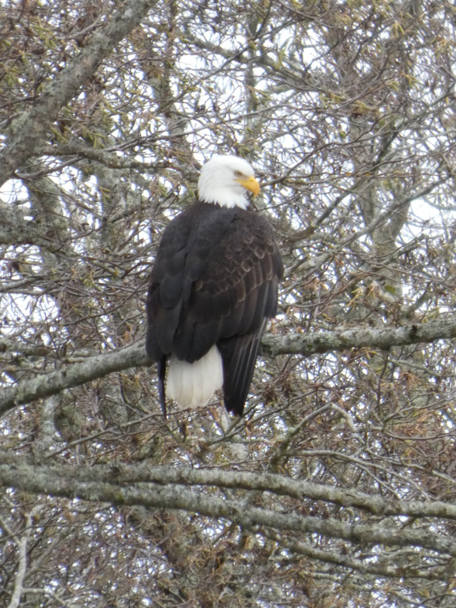orel bělohlavý - ML646478177