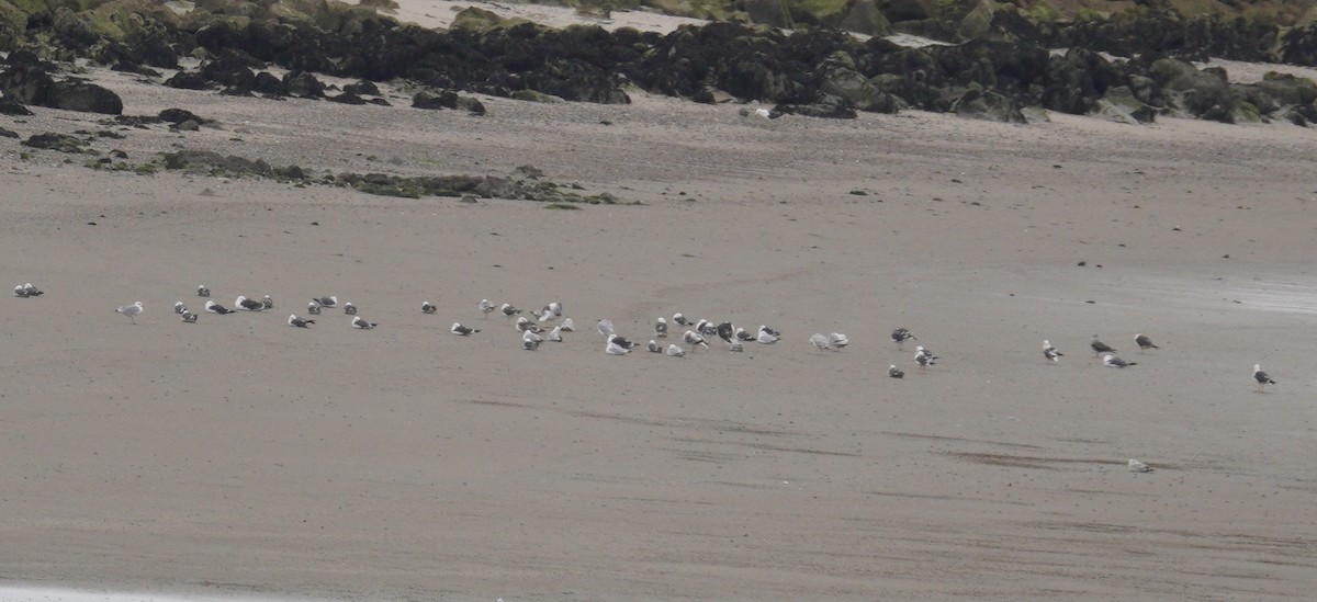 Great Black-backed Gull - ML646478186