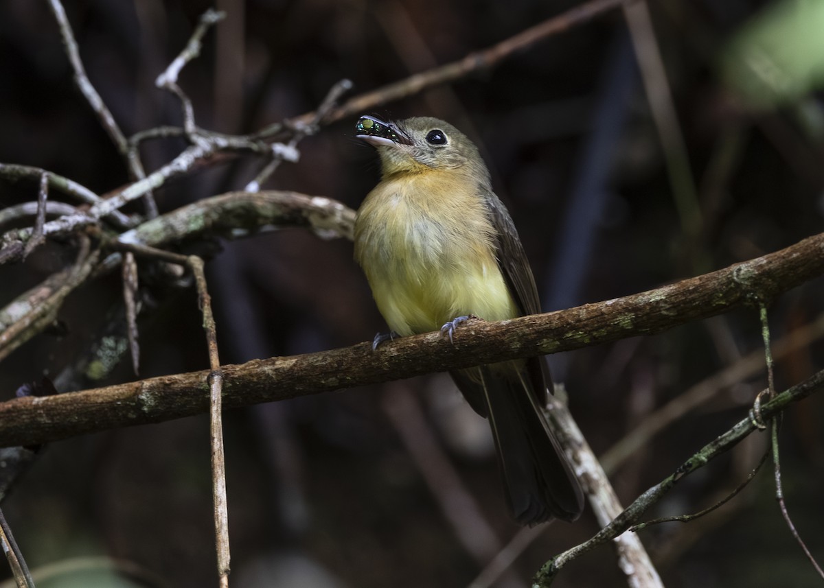 tyranovec žlutokostřecový (ssp. mastacalis) - ML646478191