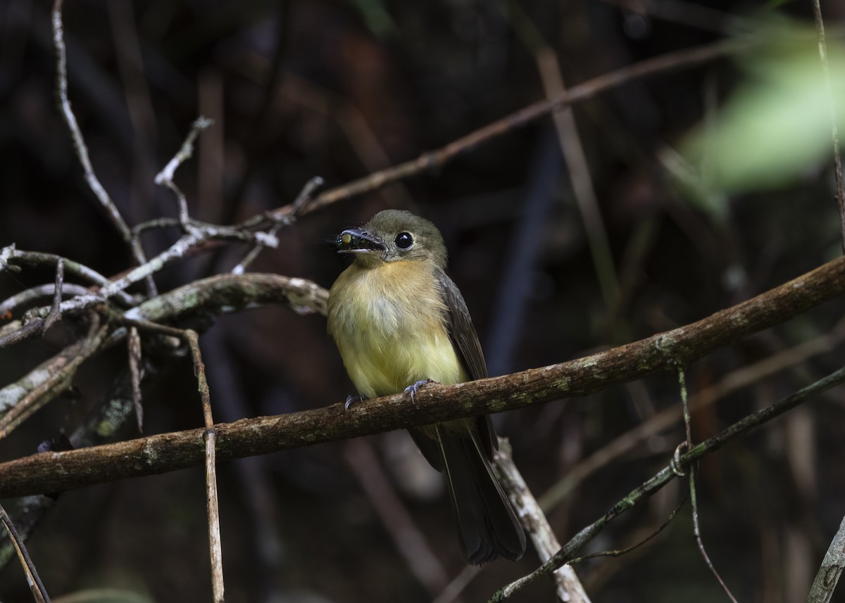 tyranovec žlutokostřecový (ssp. mastacalis) - ML646478192