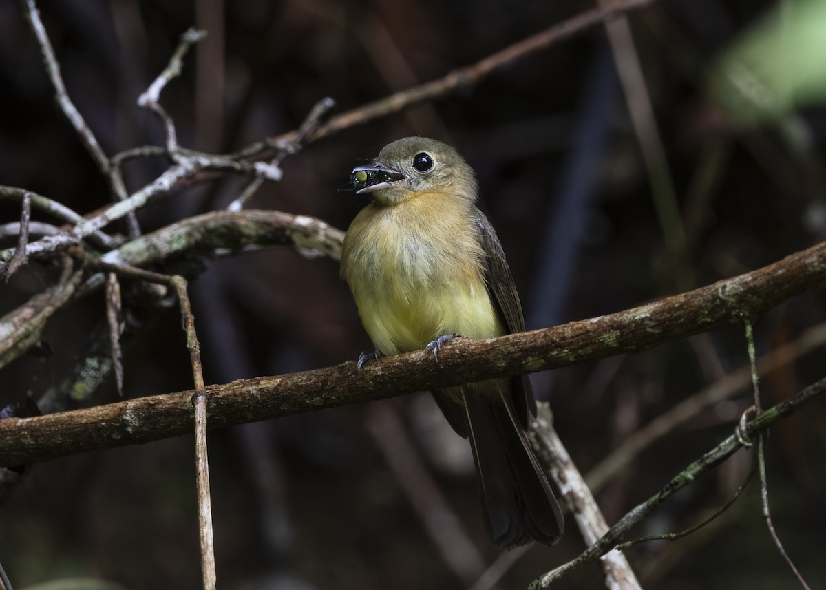 tyranovec žlutokostřecový (ssp. mastacalis) - ML646478193
