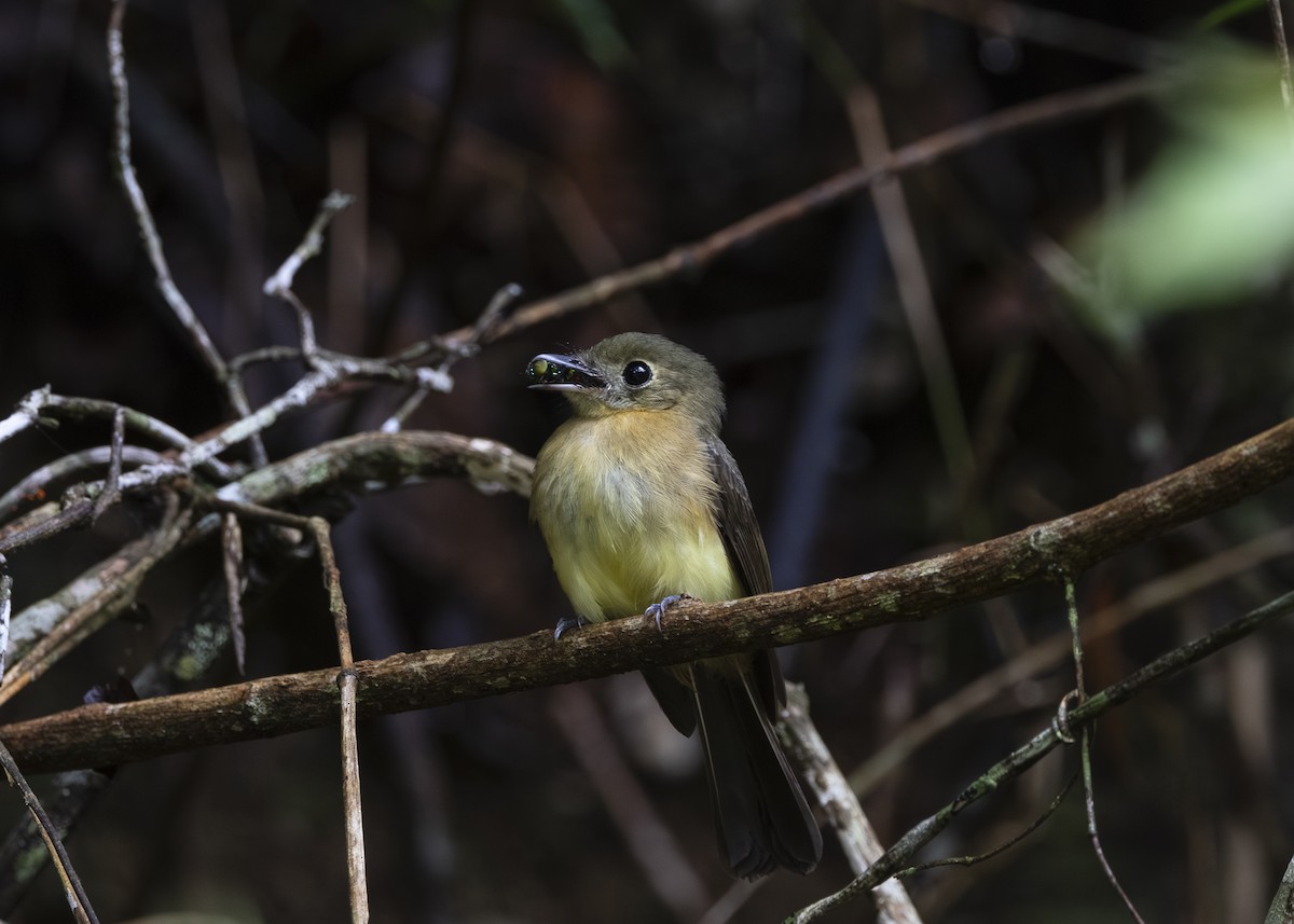 tyranovec žlutokostřecový (ssp. mastacalis) - ML646478194