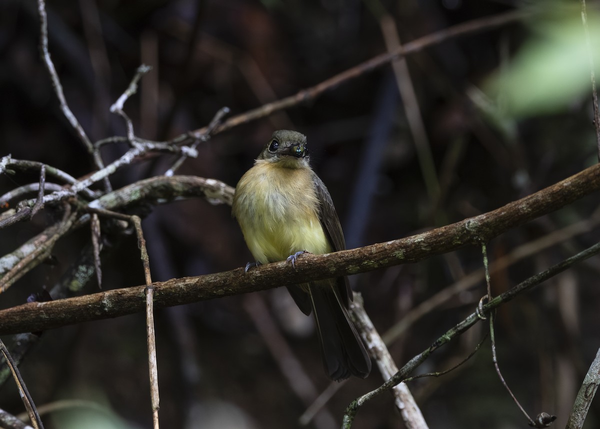tyranovec žlutokostřecový (ssp. mastacalis) - ML646478195