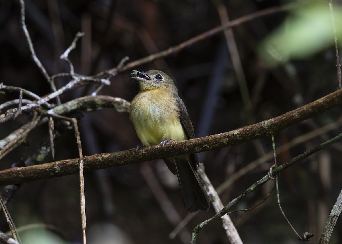 tyranovec žlutokostřecový (ssp. mastacalis) - ML646478196