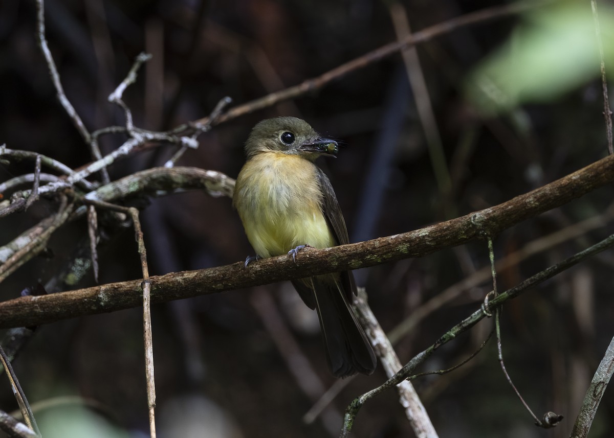 tyranovec žlutokostřecový (ssp. mastacalis) - ML646478197