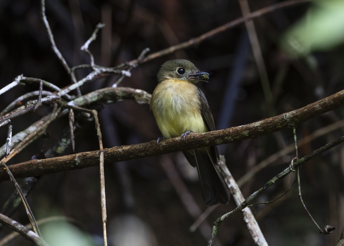 tyranovec žlutokostřecový (ssp. mastacalis) - ML646478198